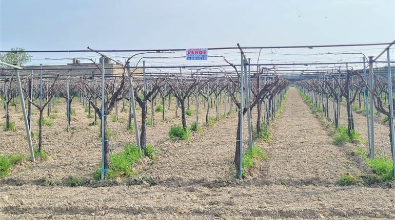 TERRENO VIGNETO CON AMPIO FABBRICATO RURALE