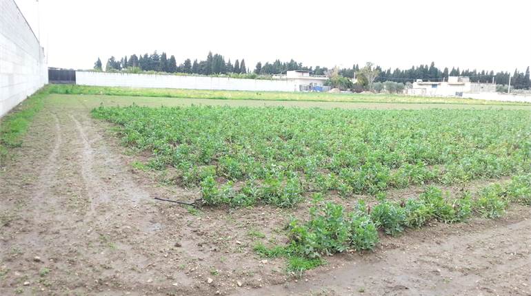 Terreno Agricolo in vendita a Cerignola